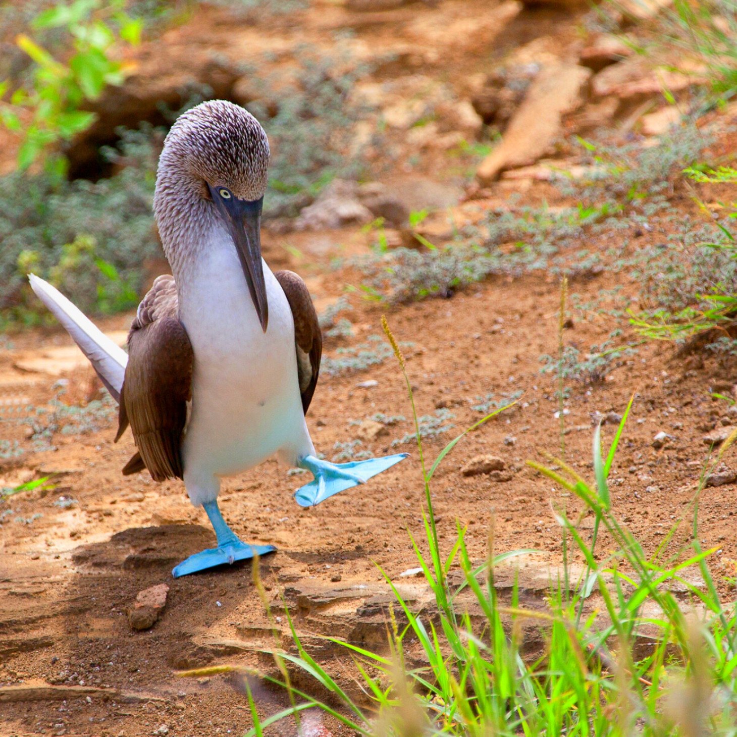 blue footed booby